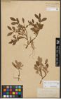 Foto von Salix reticulata L. x Salix waldsteiniana Willd.